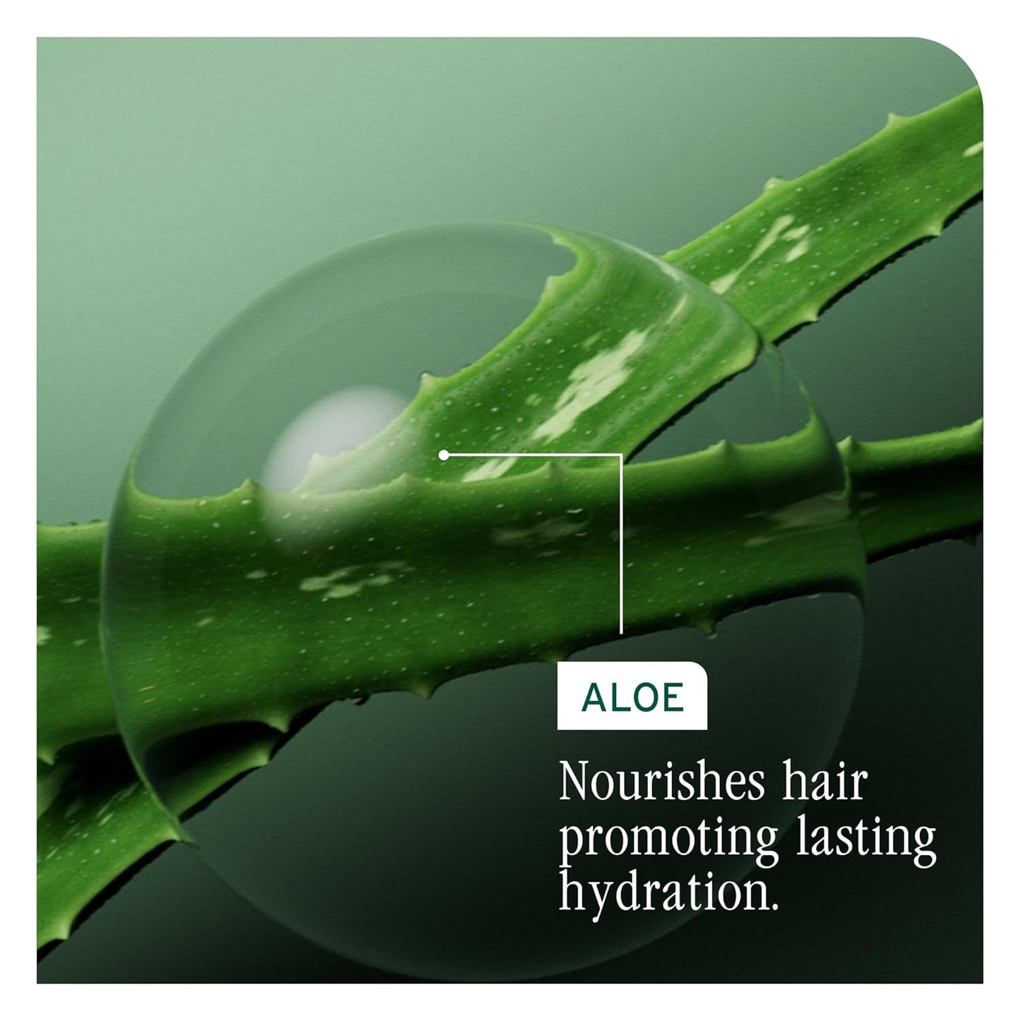 Biolage - Hydra Source Shampoo - 1 L / 33.8 FL oz [Beauty]