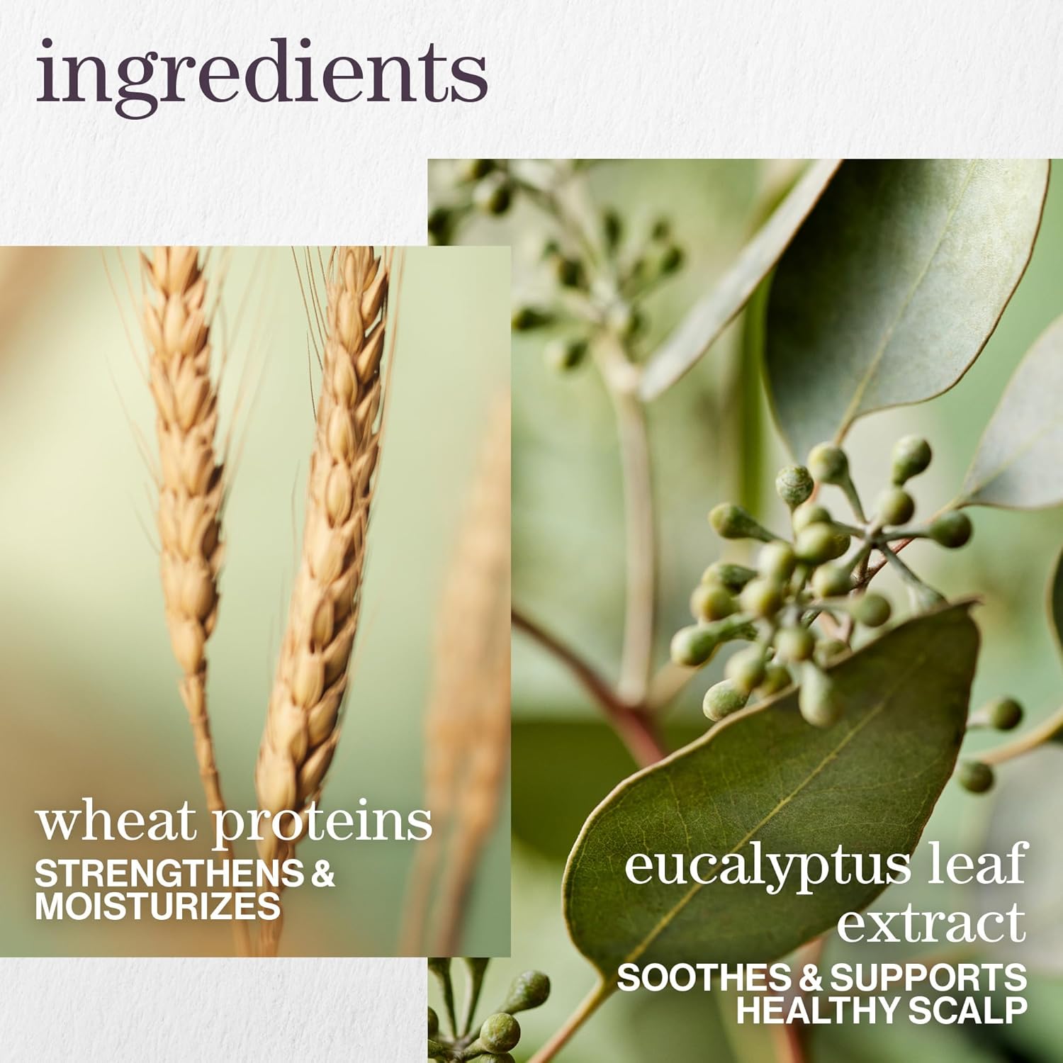 Pureology - Hydrate Sheer Shampoo - 1L / 33.8oz [Beauty] Beauty Pureology